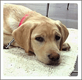 Why is this Puppy in Prison?